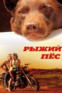 Рыжий пес